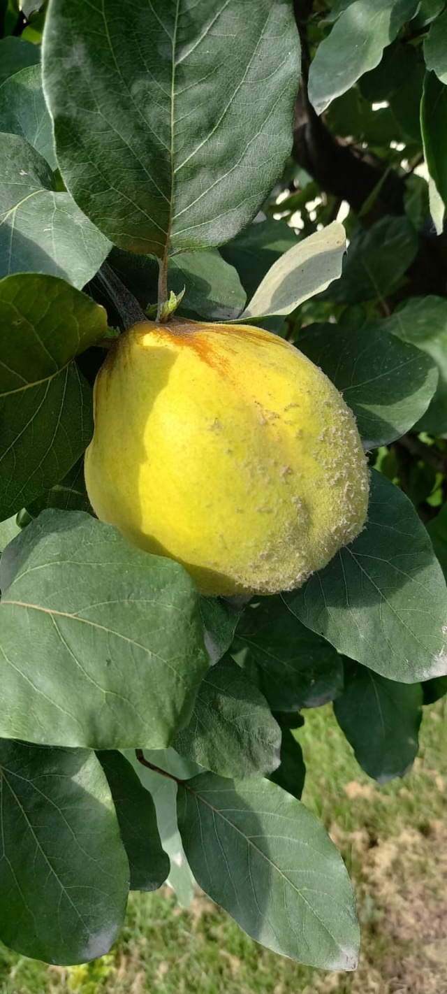 All'ingresso del castello nelle stanze dei cassetti... - Pagina 20 Img-2196